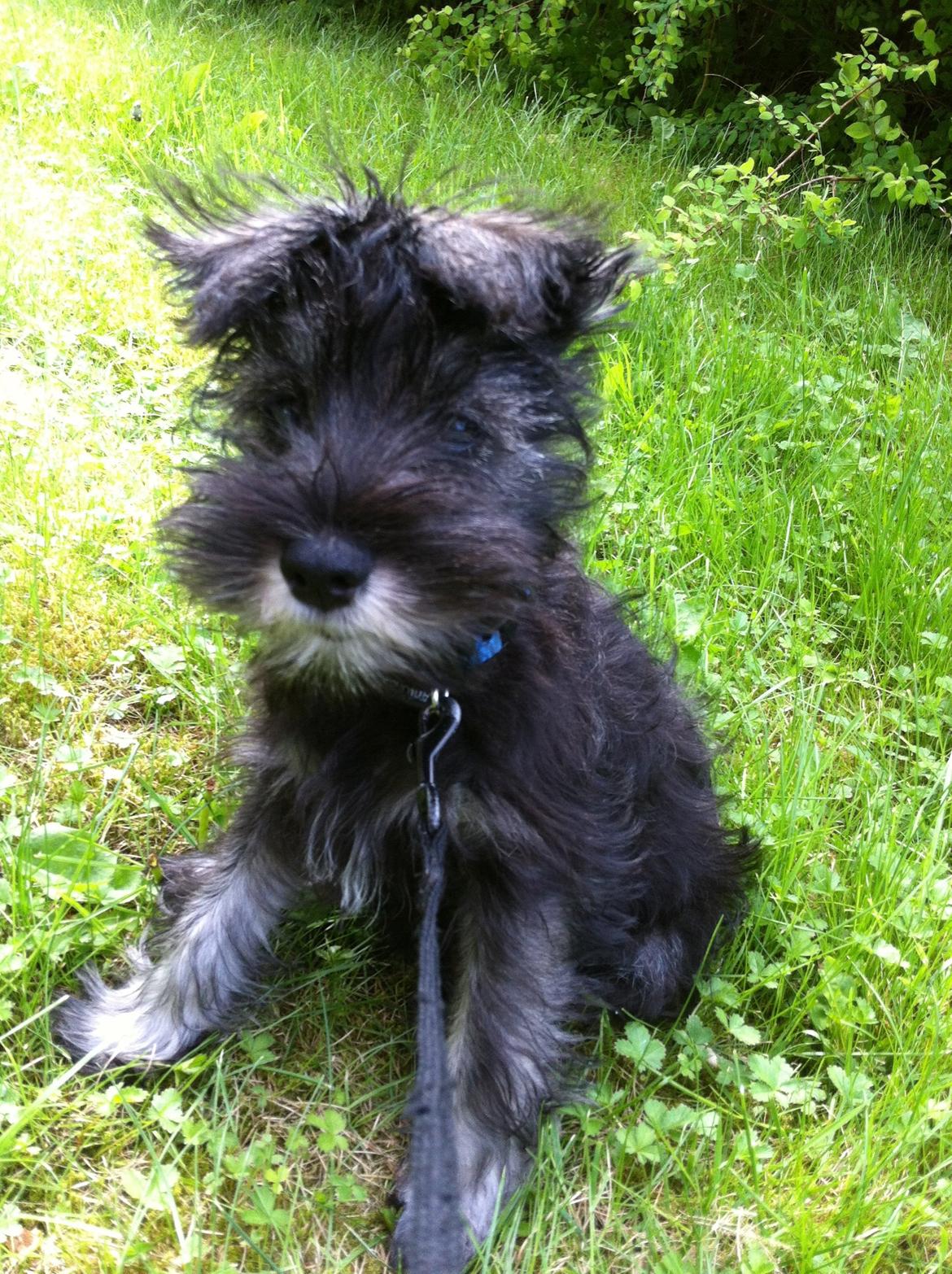 Dvaergschnauzer Skipper billede 3