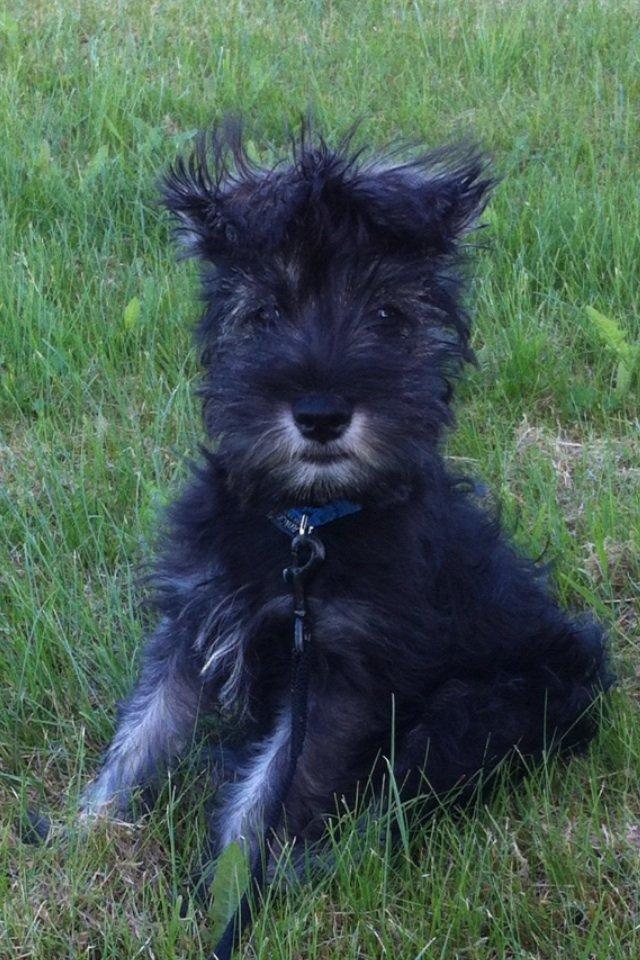 Dvaergschnauzer Skipper billede 4