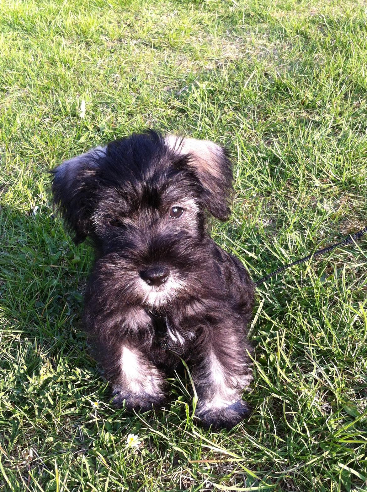 Dvaergschnauzer Skipper billede 6