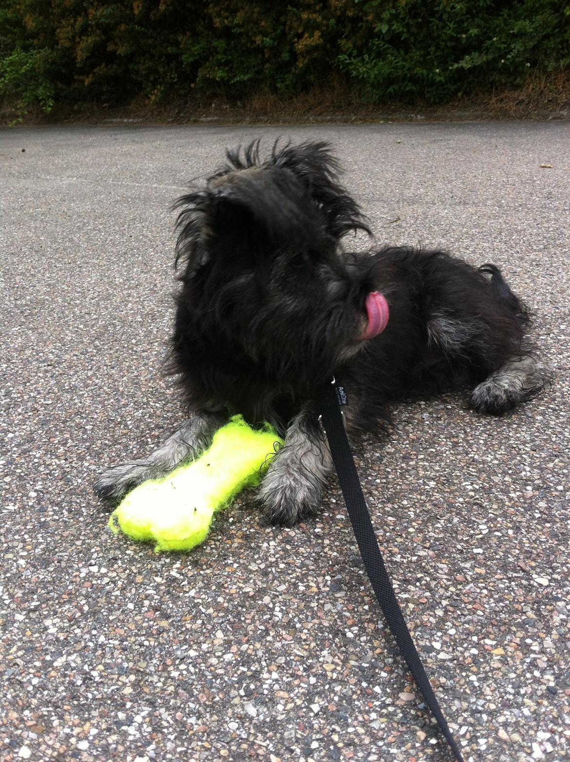 Dvaergschnauzer Skipper billede 8