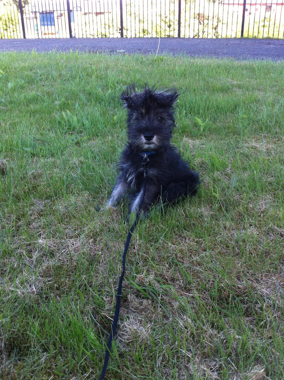 Dvaergschnauzer Skipper billede 9