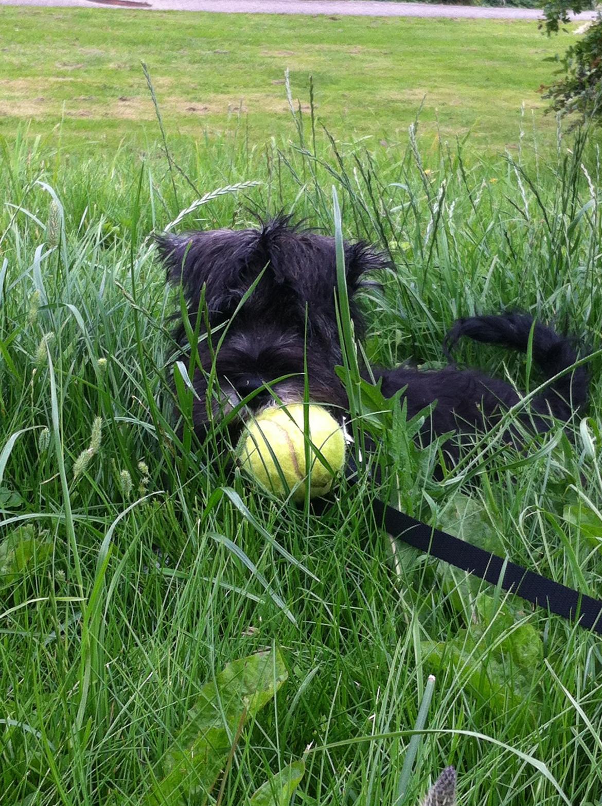 Dvaergschnauzer Skipper billede 10