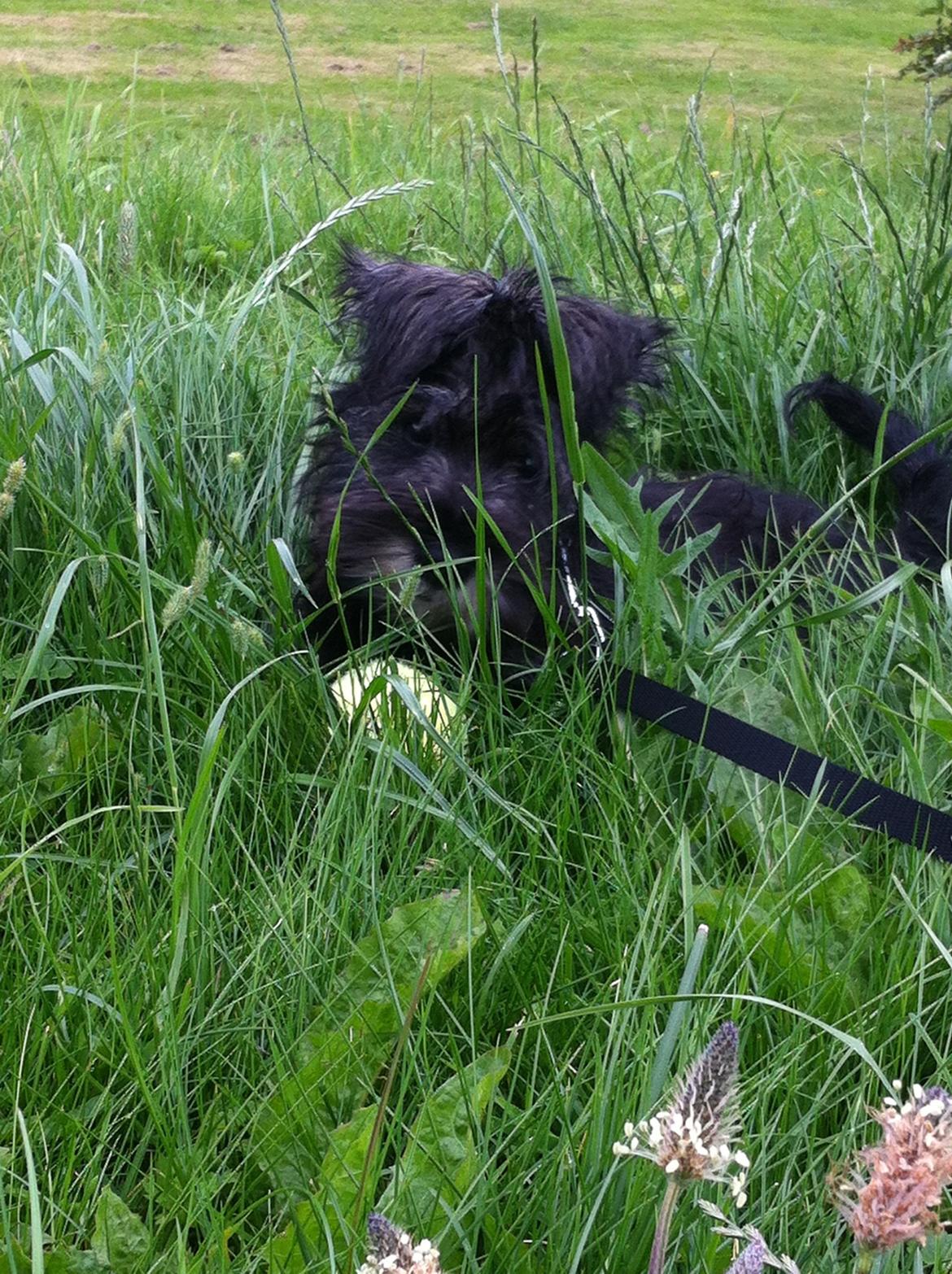 Dvaergschnauzer Skipper billede 11