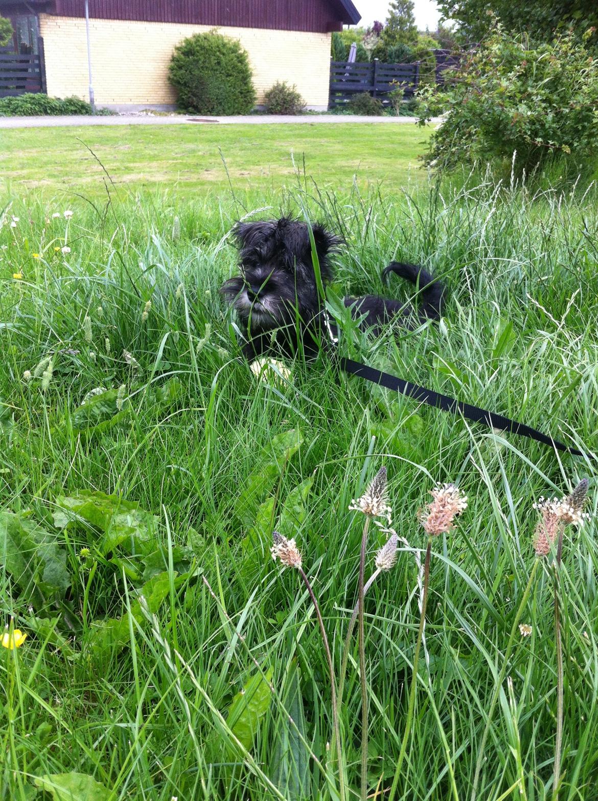 Dvaergschnauzer Skipper billede 12