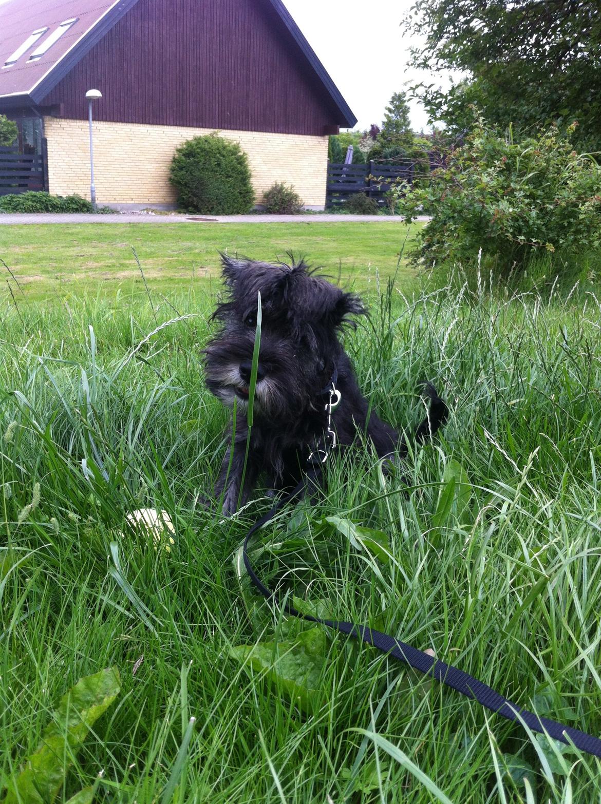 Dvaergschnauzer Skipper billede 13