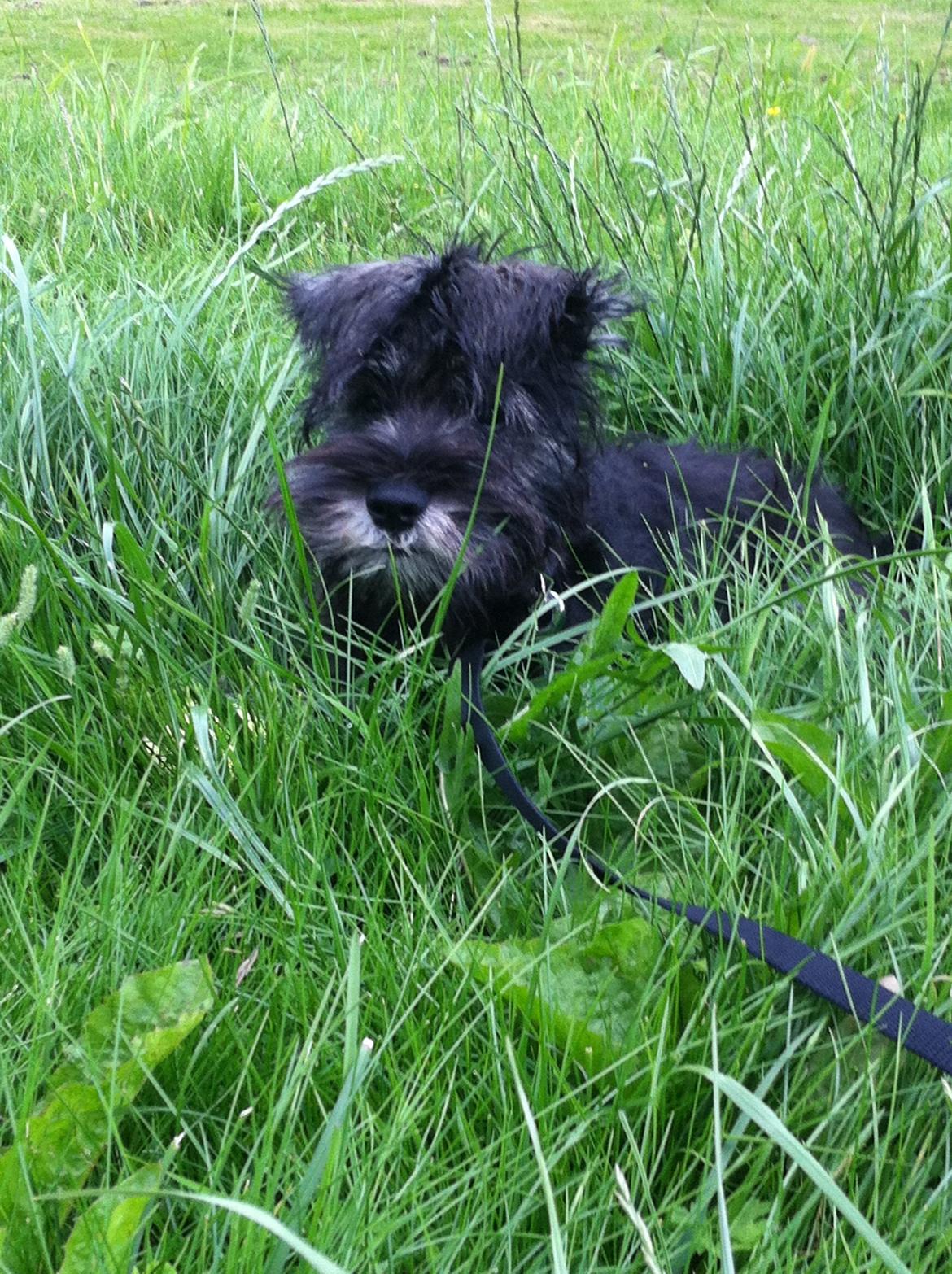 Dvaergschnauzer Skipper billede 14