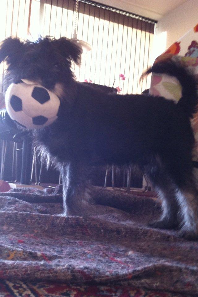 Dvaergschnauzer Skipper billede 15