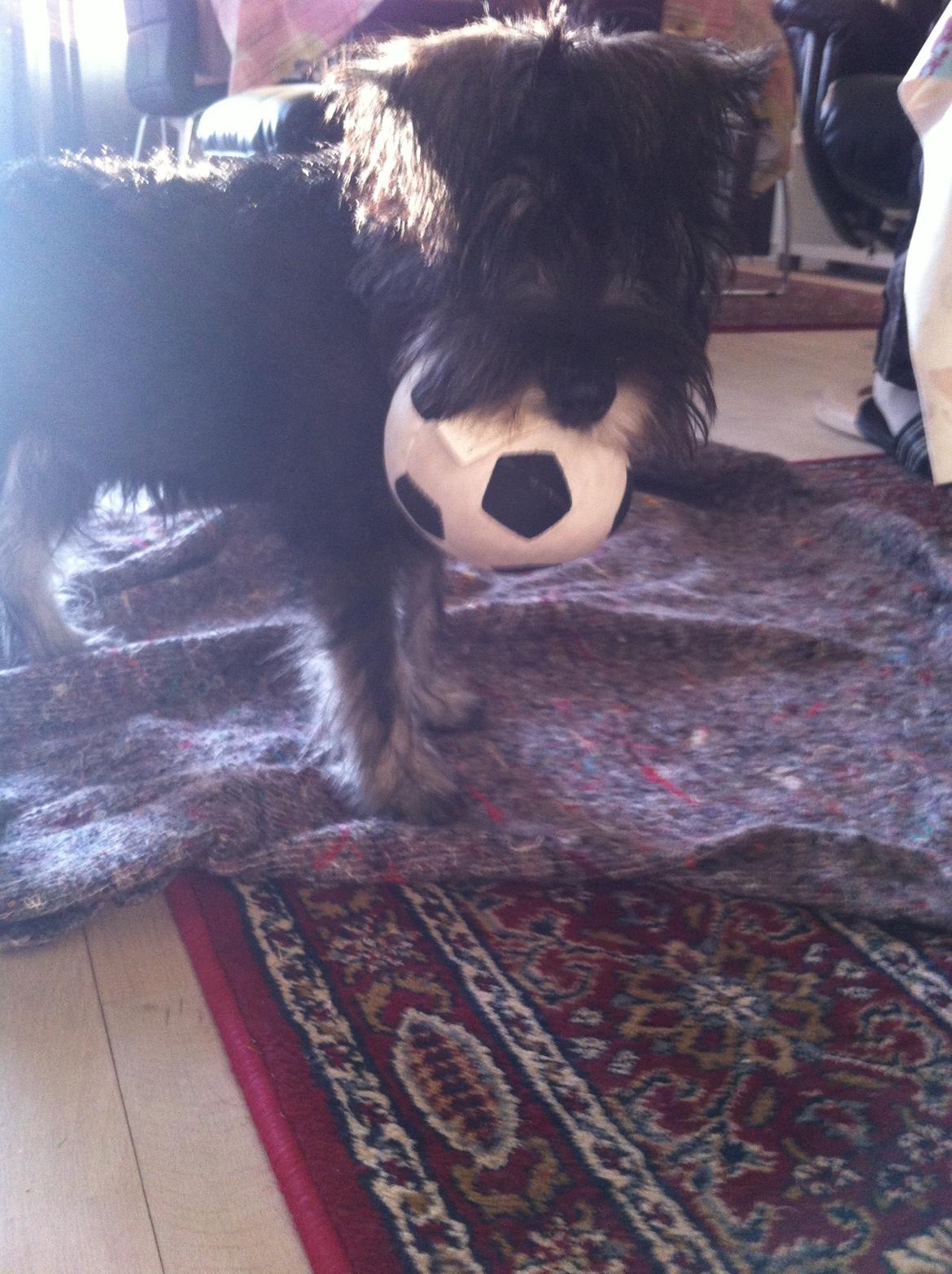 Dvaergschnauzer Skipper billede 16