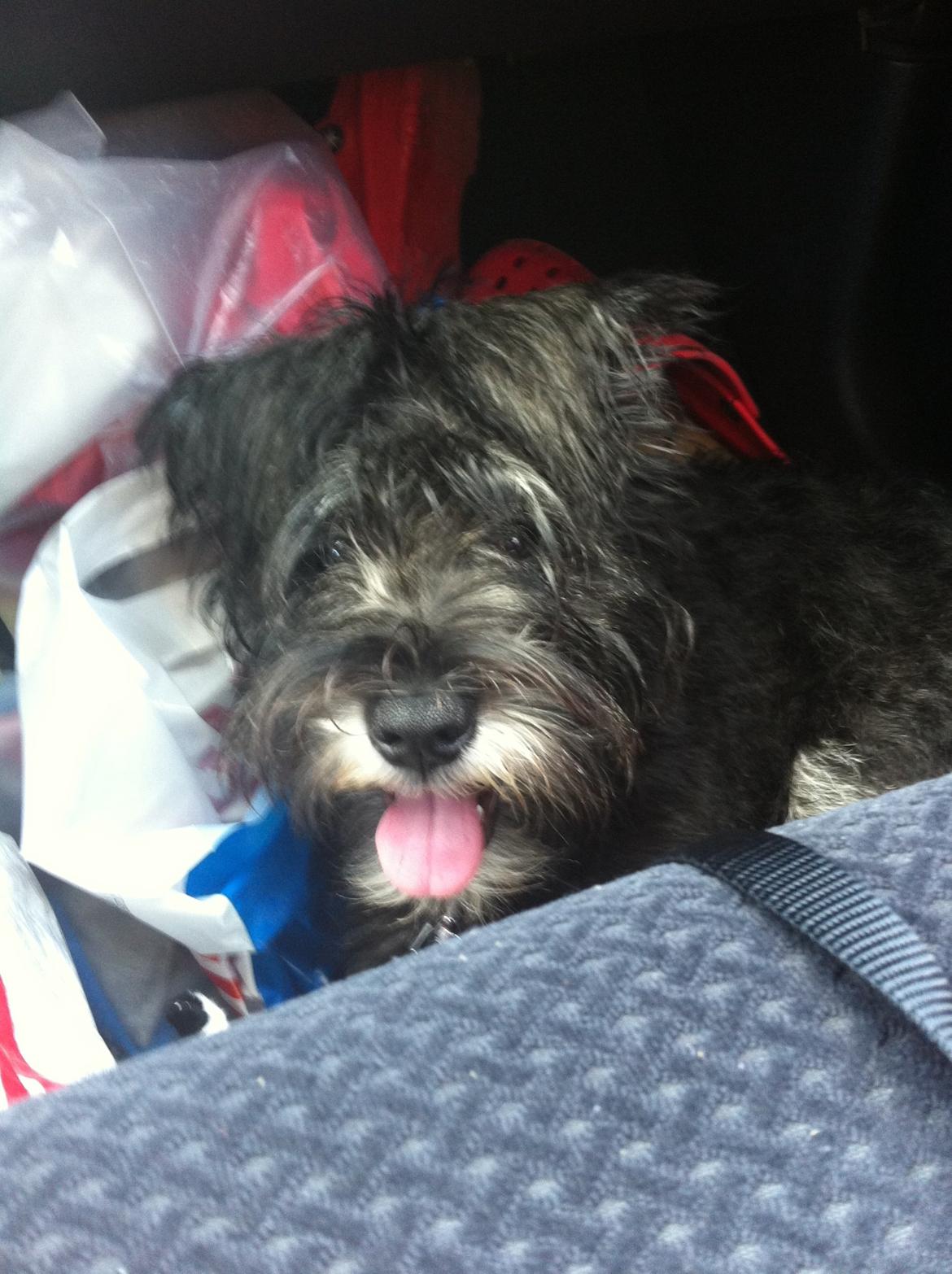 Dvaergschnauzer Skipper billede 17