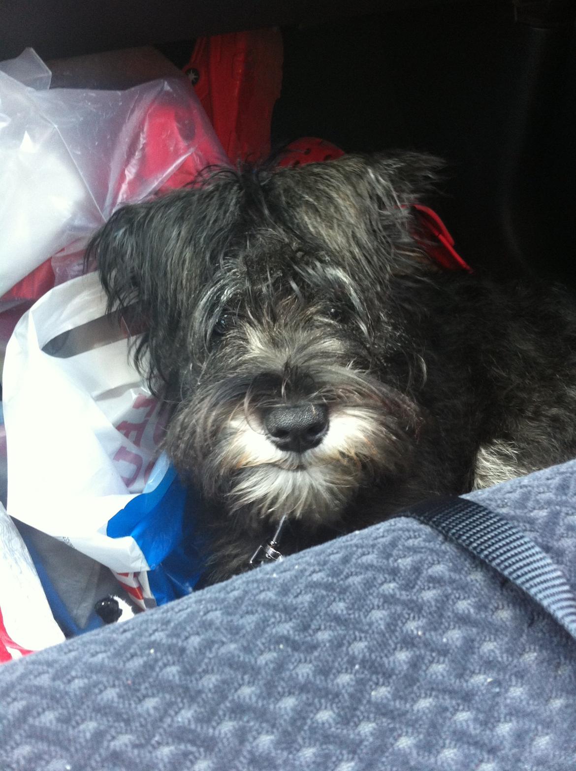 Dvaergschnauzer Skipper billede 18