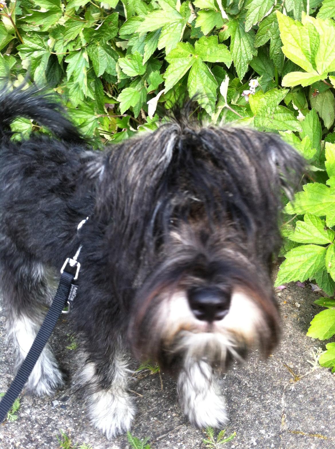 Dvaergschnauzer Skipper billede 19