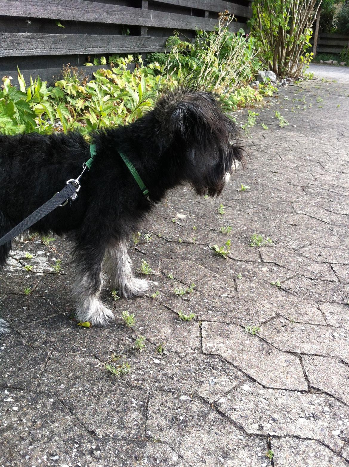 Dvaergschnauzer Skipper billede 20