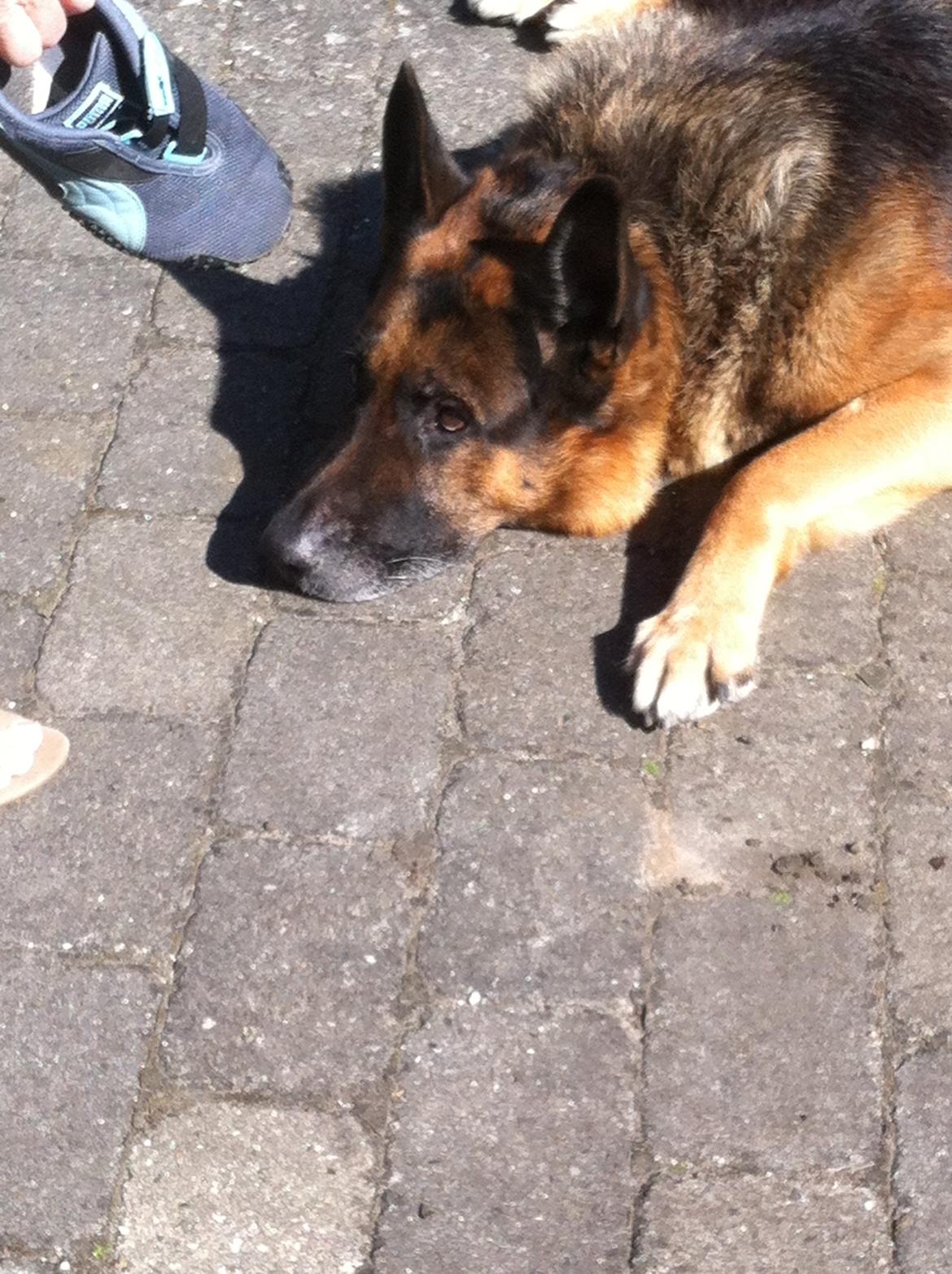 Schæferhund Carlos billede 7