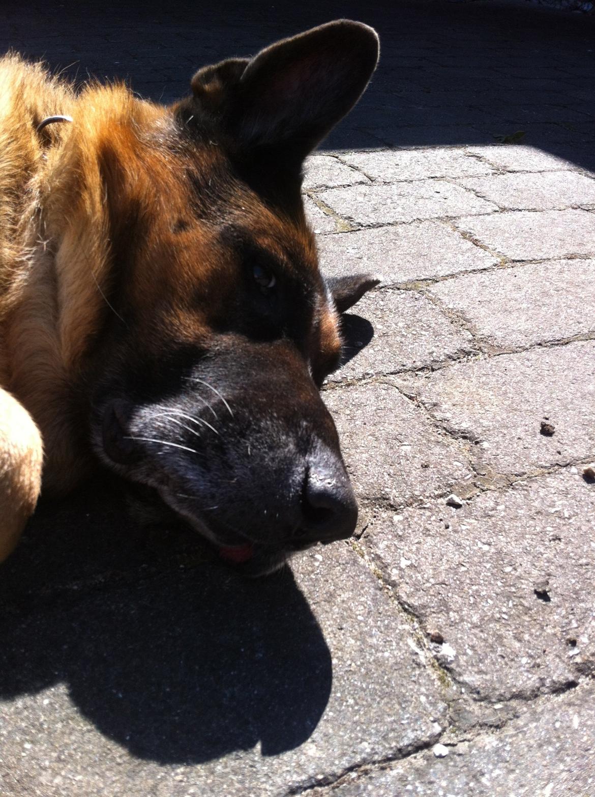 Schæferhund Carlos billede 8