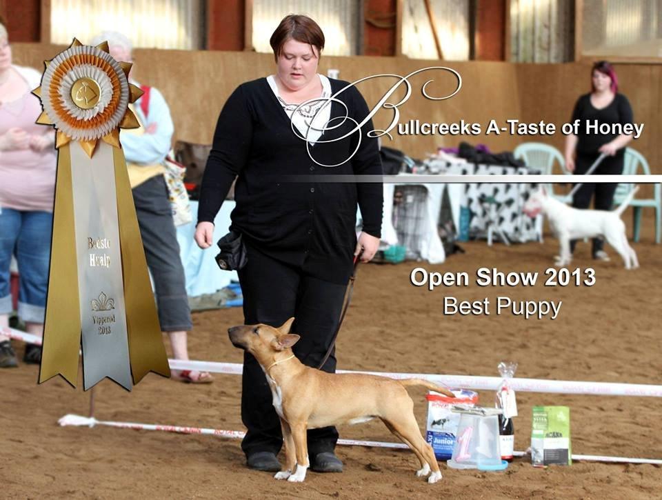 Bullterrier miniature Bullcreeks A Taste Of Honey 'Abby' - YAY!!! BEST PUPPY.  billede 3