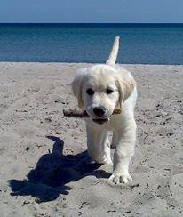 Golden retriever Manse billede 9