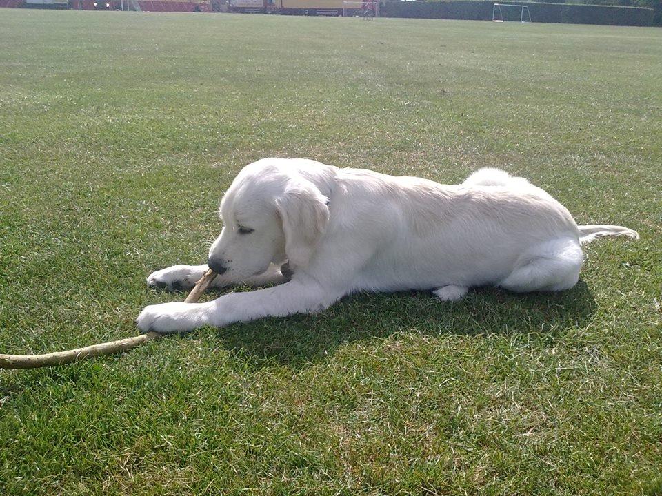 Golden retriever Manse billede 12