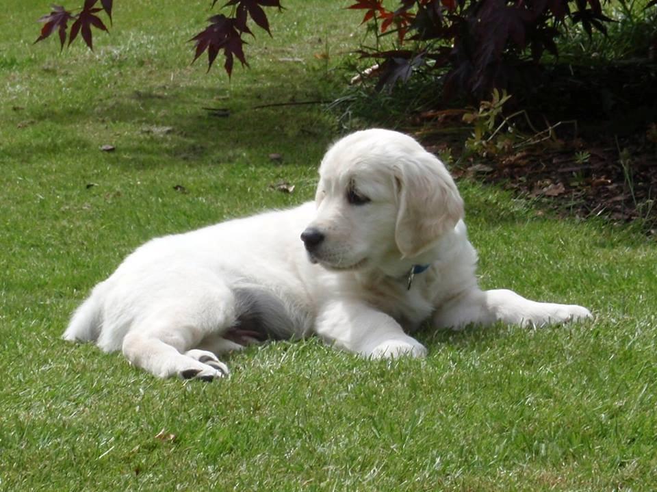 Golden retriever Manse - 9 uger billede 7