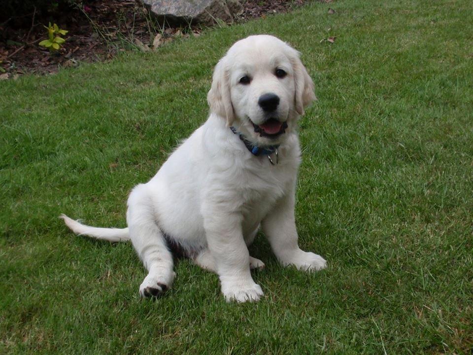 Golden retriever Manse - 9 uger billede 5