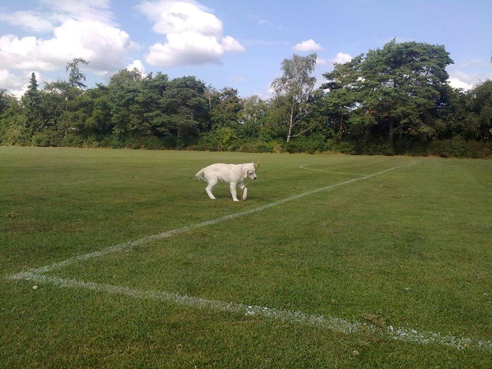 Golden retriever Manse billede 13
