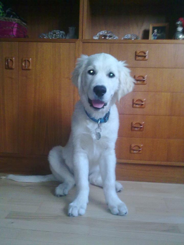 Golden retriever Manse billede 11