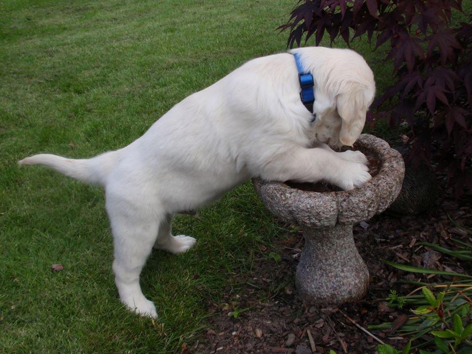 Golden retriever Manse - 9 uger - 

Det er sjovt når vandet plasker ;-) billede 6