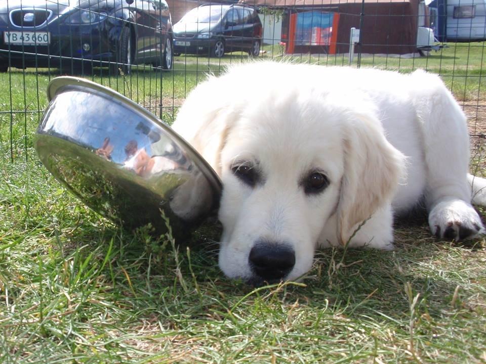 Golden retriever Manse billede 10