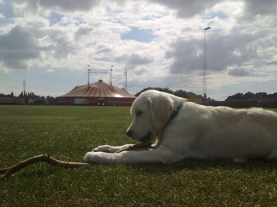 Golden retriever Manse billede 15