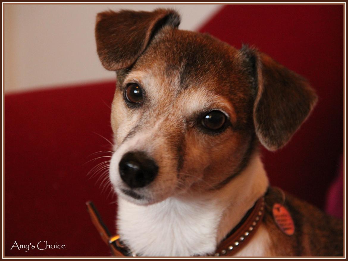 Jack russell terrier Amy billede 26