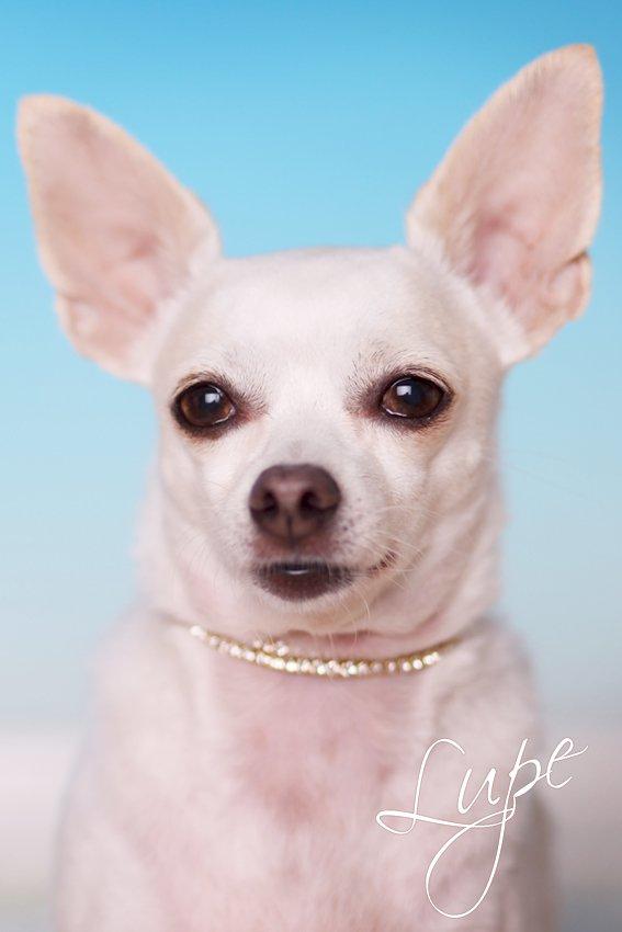 Chihuahua Guadalupe (Lupe) billede 1