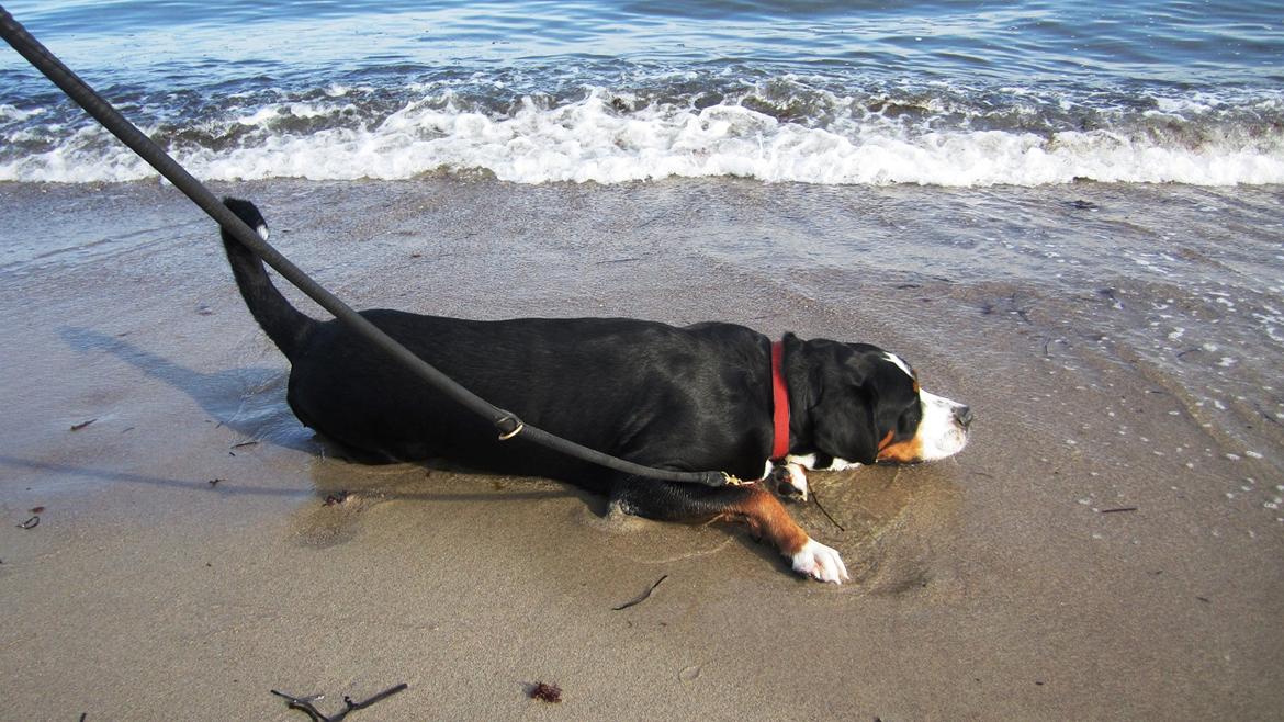 Grosser schweizer sennenhund Harras v.d. Weiakkers, kaldet Keiko - Keiko ved dagens fælles-gåtur til stranden. Keiko-man trængte vist lige til at ligge og køle af i bølgen blå :) billede 4