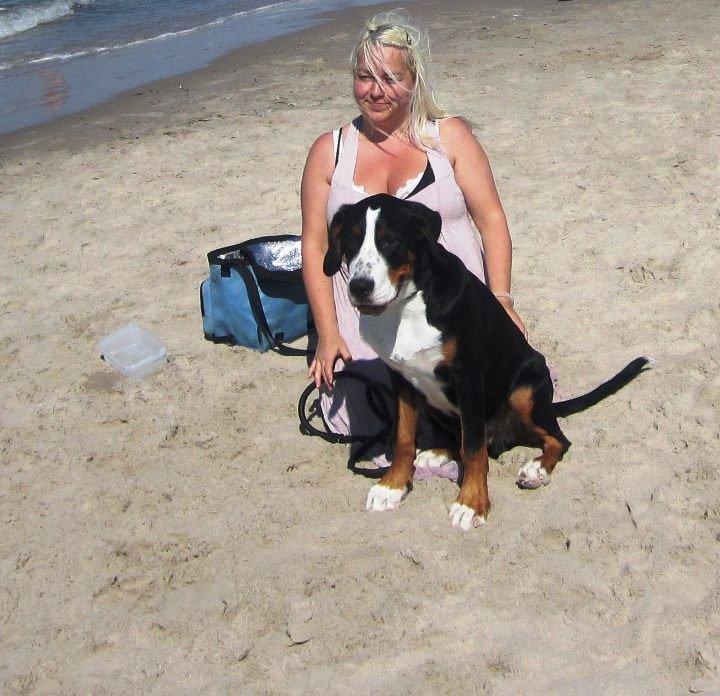Grosser schweizer sennenhund Harras v.d. Weiakkers, kaldet Keiko - skagen juli 2011 billede 13