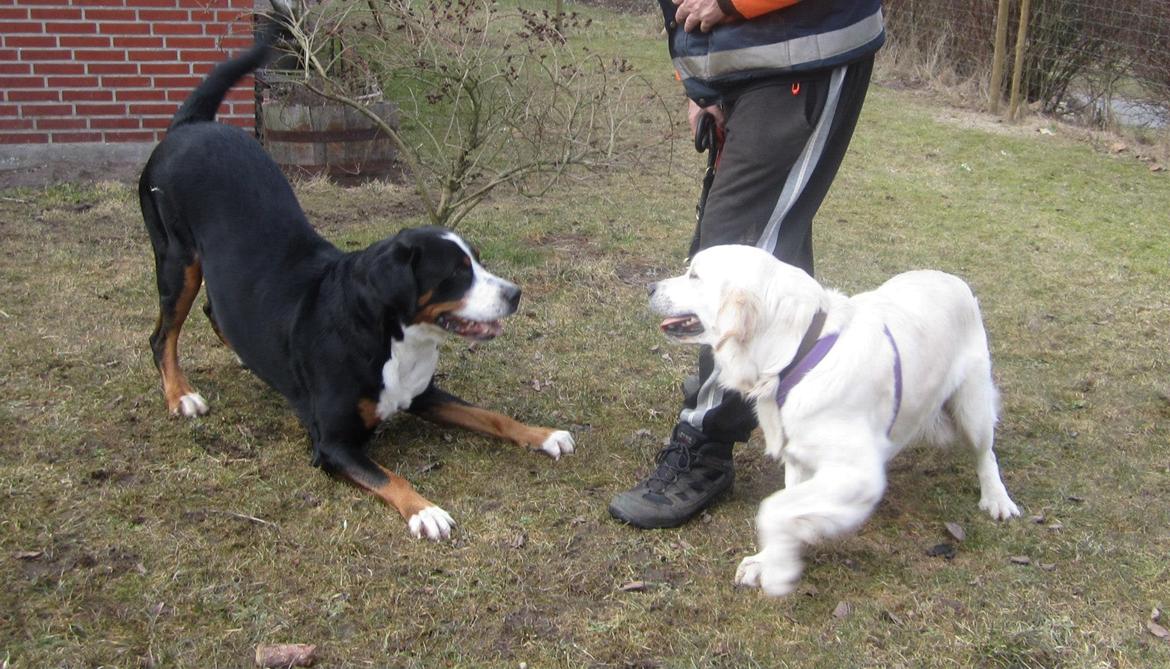 Grosser schweizer sennenhund Harras v.d. Weiakkers, kaldet Keiko - Keiko og felix, marts 2013 billede 7