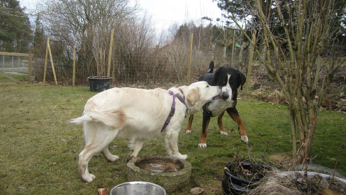 Grosser schweizer sennenhund Harras v.d. Weiakkers, kaldet Keiko - keiko & Felix. marts 2013 (Keiko får et bette mys ) billede 6