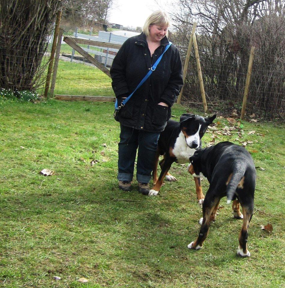 Grosser schweizer sennenhund Harras v.d. Weiakkers, kaldet Keiko - Keiko & Aslan (som vender numsen til) samt Tine
april 2013 billede 3