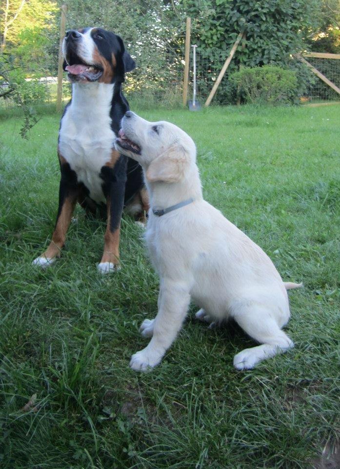 Grosser schweizer sennenhund Harras v.d. Weiakkers, kaldet Keiko - keiko og Felix aug. 2012 billede 8