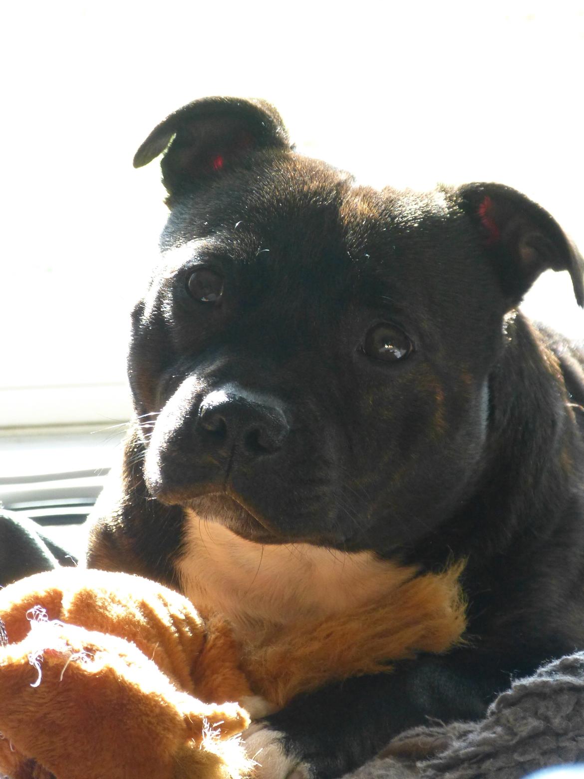 Staffordshire bull terrier Enzo billede 21