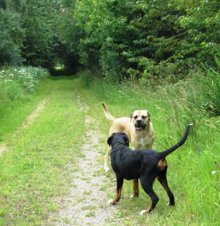 Grosser schweizer sennenhund Harras v.d. Weiakkers, kaldet Keiko - Keiko & Aslan, juni 2011 billede 14