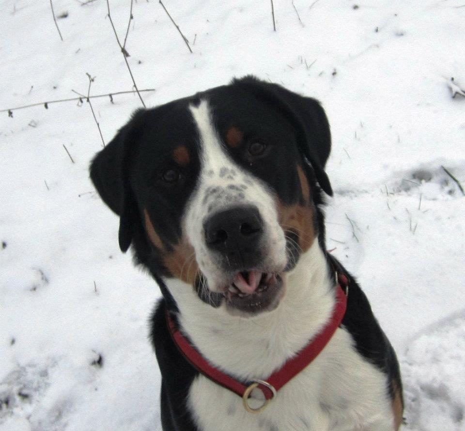 Grosser schweizer sennenhund Harras v.d. Weiakkers, kaldet Keiko - Who says, dogs cannot whistle *LOL* 
januar 2012 billede 10