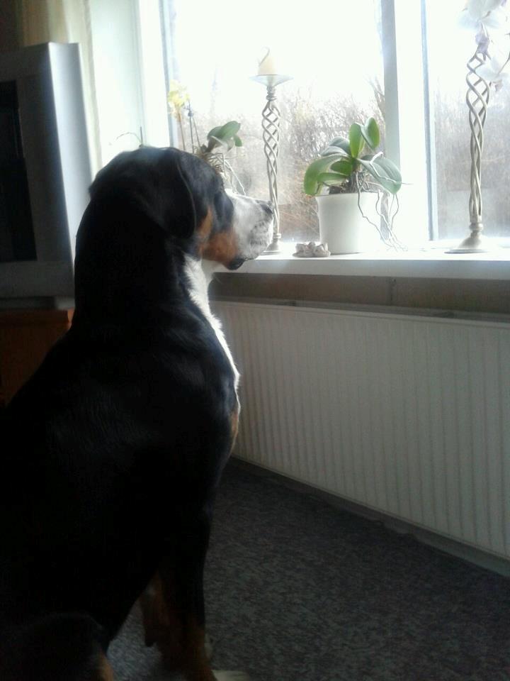 Grosser schweizer sennenhund Harras v.d. Weiakkers, kaldet Keiko - feb. 2012. lige flyttet i nyt hus - ny udsigt :) billede 9