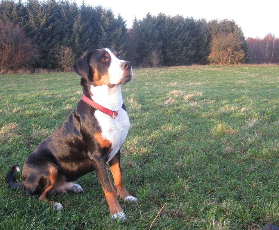 Grosser schweizer sennenhund Harras v.d. Weiakkers, kaldet Keiko - november 2011, 10 måneder gammel billede 12