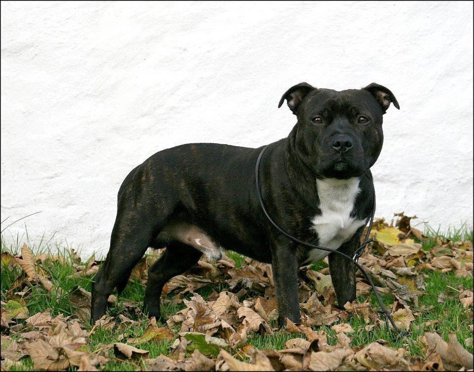 Staffordshire bull terrier Enzo - 2½ år gammel billede 24