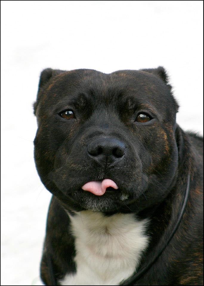 Staffordshire bull terrier Enzo - 2½ år gammel billede 25