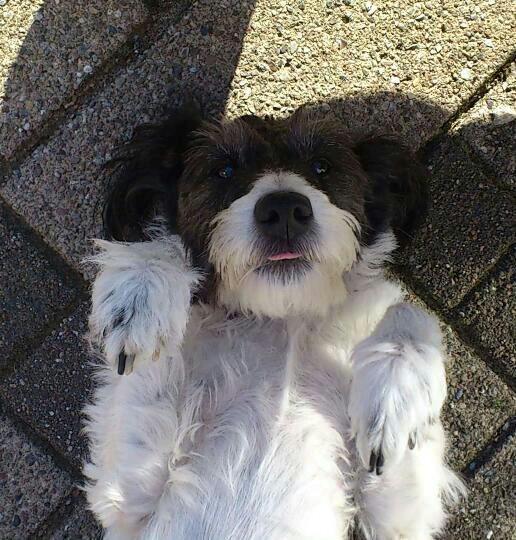 Blanding af racer Tøsen billede 1