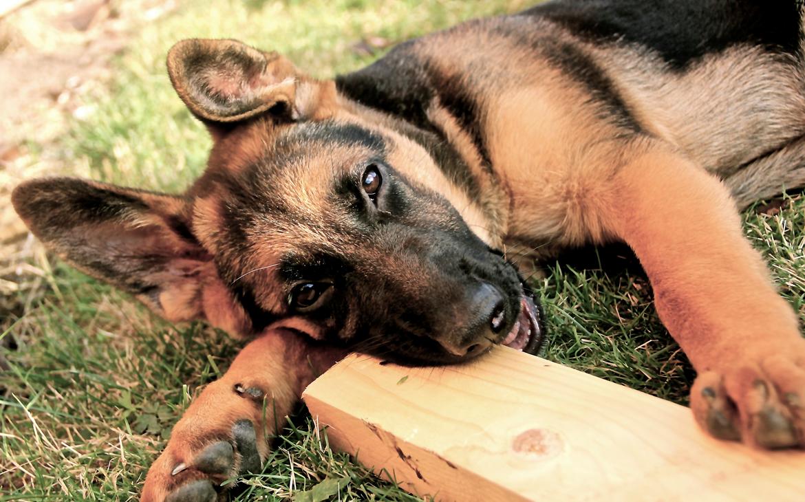 Schæferhund Aixa's Daisy Crazy billede 7