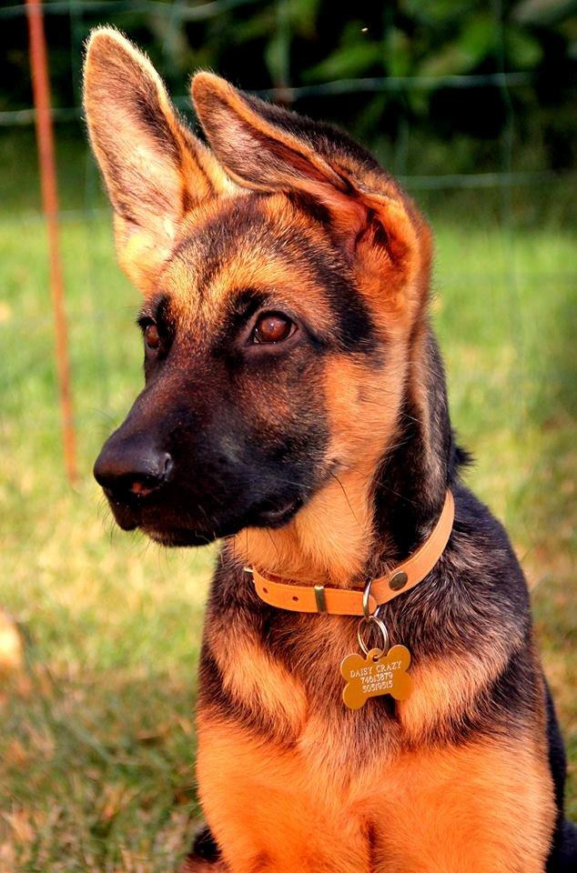 Schæferhund Aixa's Daisy Crazy billede 21