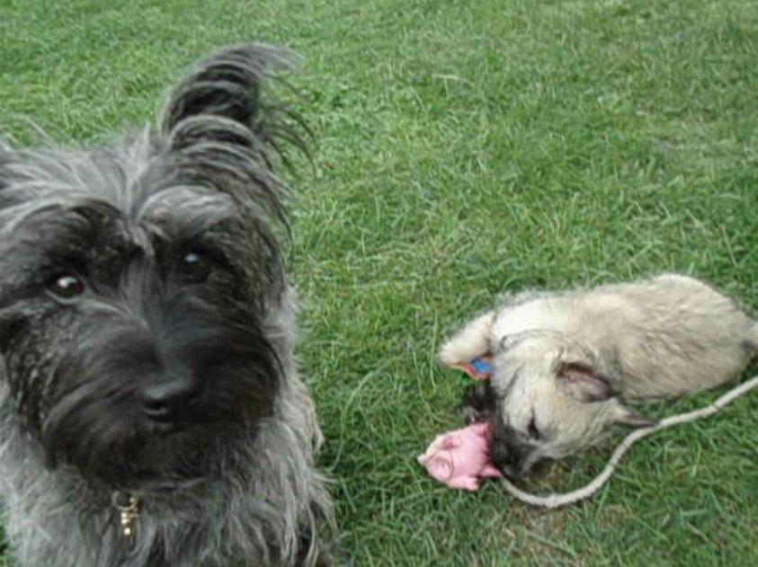 Cairn terrier Bella billede 5