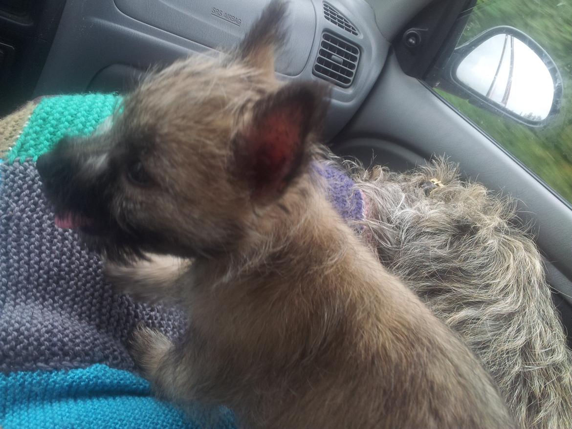 Cairn terrier Bella billede 4
