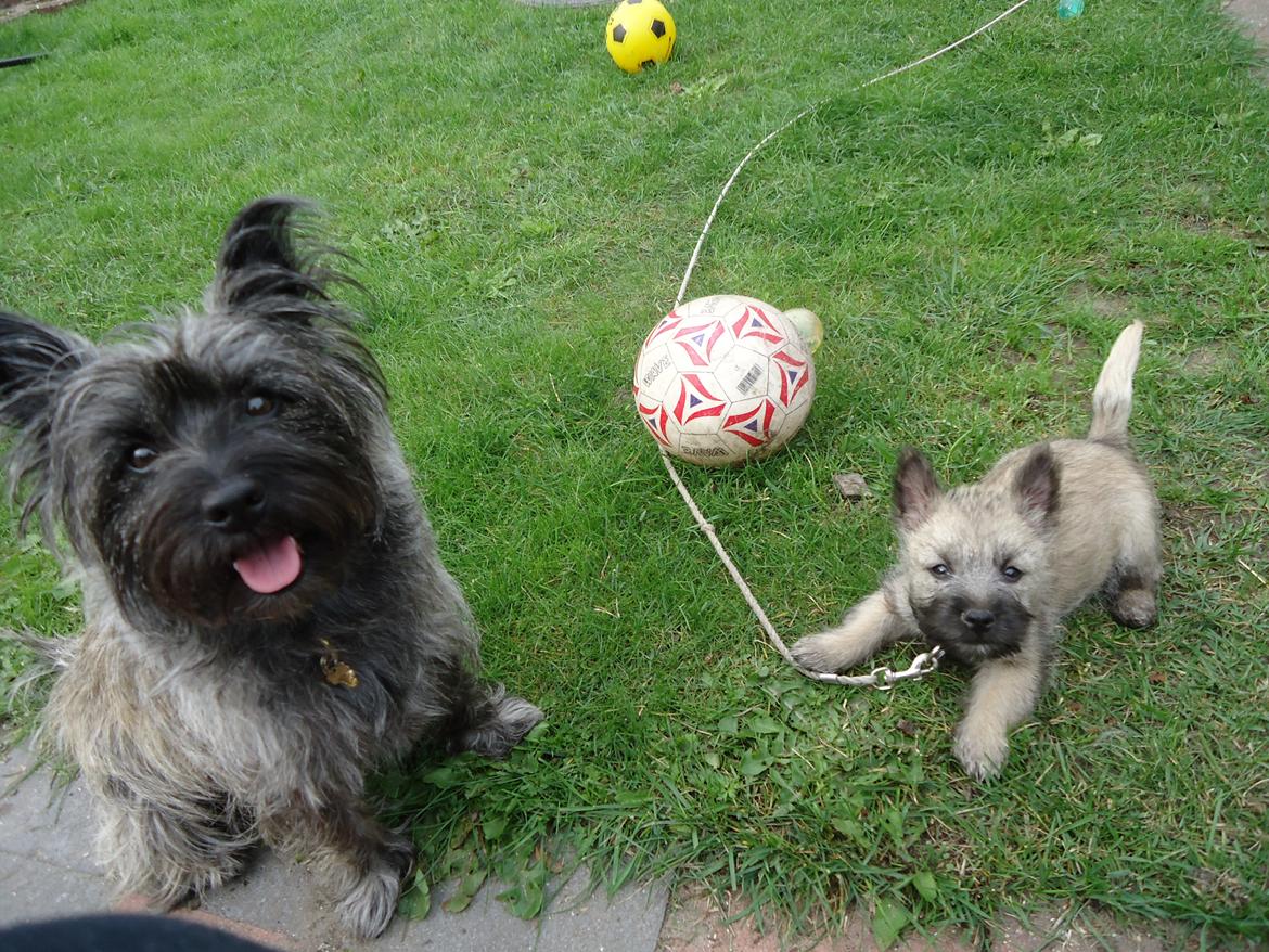 Cairn terrier Bella billede 6