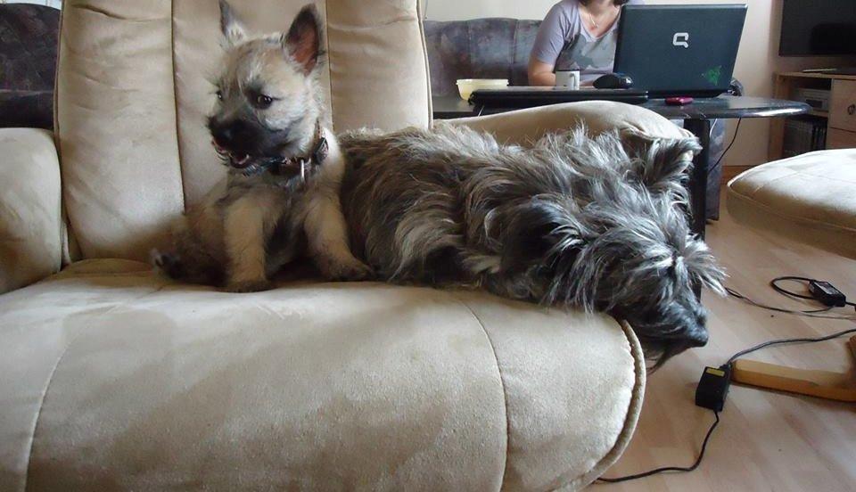 Cairn terrier Bella billede 7